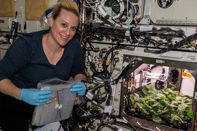 Astronaut Kate Rubins harvests radishes Wednesday aboard the International Space Station. Photo courtesy of NASA