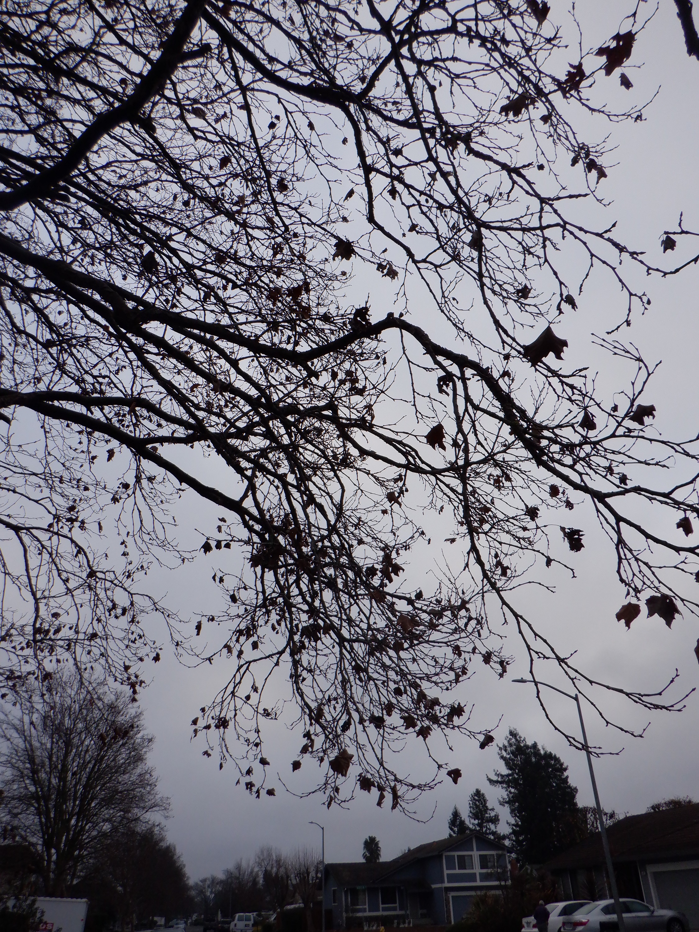 Photo taken by me 1-11-21