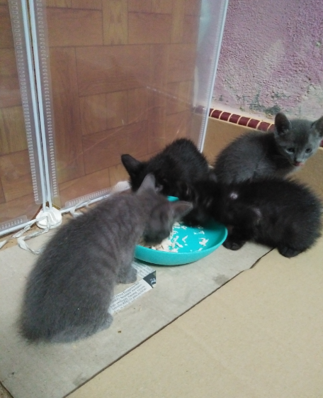 the four kittens