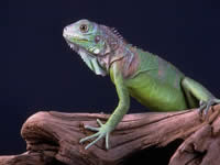 Lizards.... - I just to own this guy! I had to give him away about 3 yrs ago cause I was just about to have a baby, and it is not good to handle this animal while being pregnant...If they scratch you or bite you while being pregnant you can get a really bad infection that can effect the baby as well as yourself...My lizard would only let me handle him...He was supposed to be my husbands, but he didn't like my husband, so he (lizard) became mine...I think they only reason they didn't get along is because I was the one that always fed him and bathed him, played with him...So he really only got used to me...There was a point where I started to leash train him so I could walk him outside, that was really cool...So I think after my kids are grown and move out, I will own another...They are wonderful pets!
