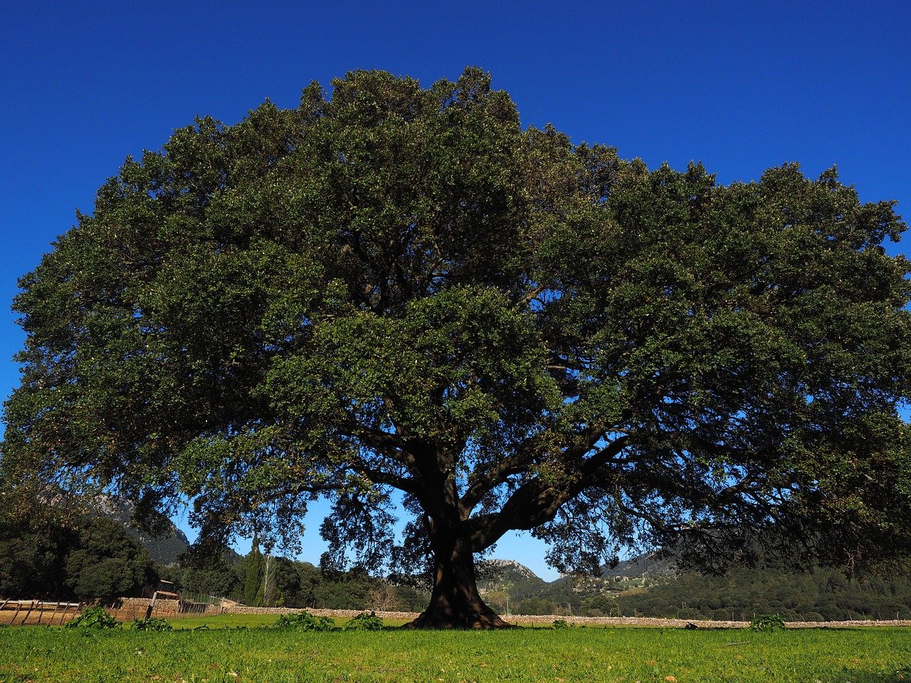 An American Indian medicine man talks about a tree