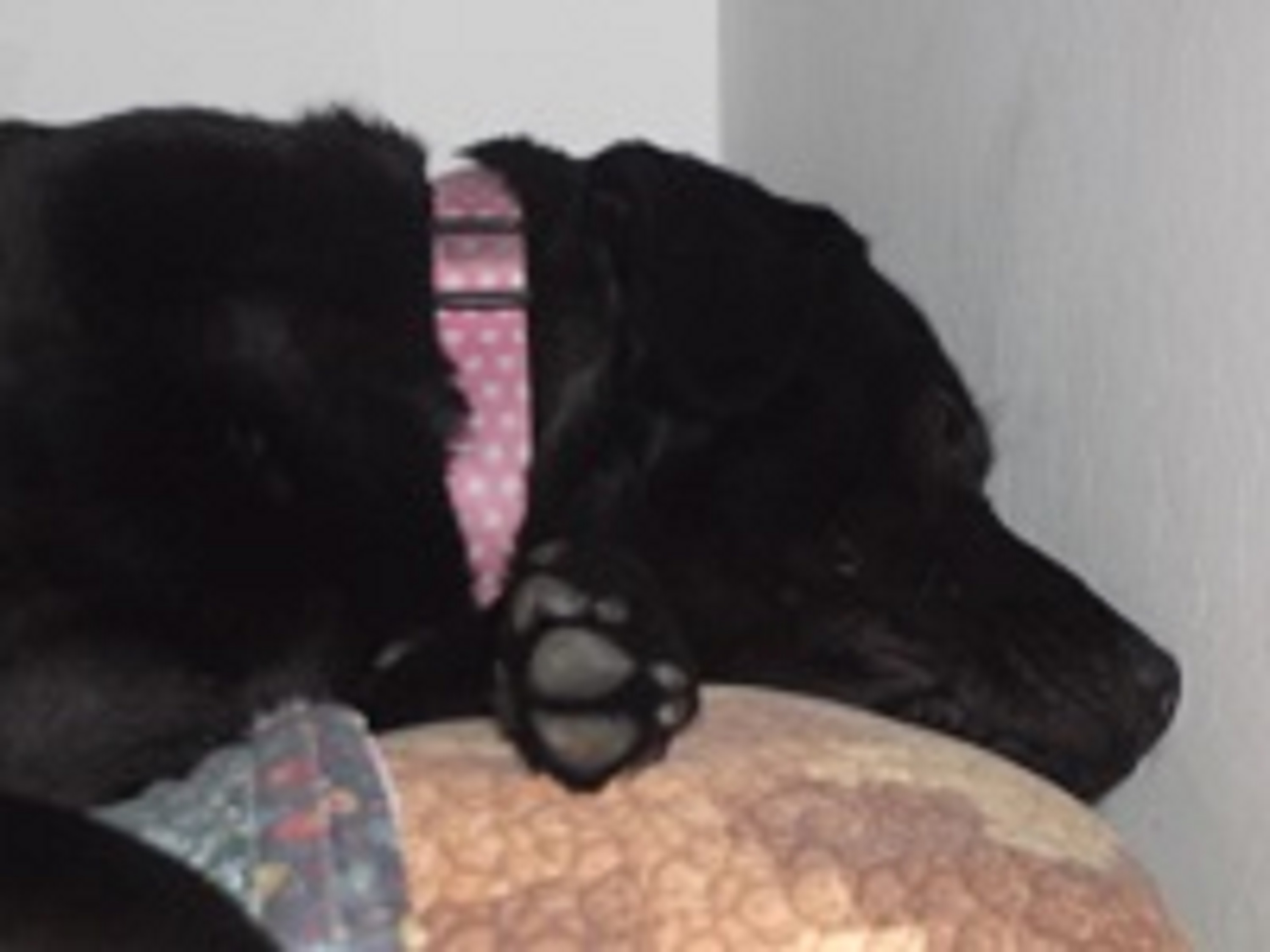 Photo taken several years ago of Angel on my bed