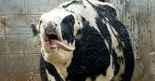 Cow catching snowflakes