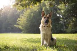 Sadie the hero German Shepherd who saved her owner from death Sadie the hero German Shepherd who saved her owner from death