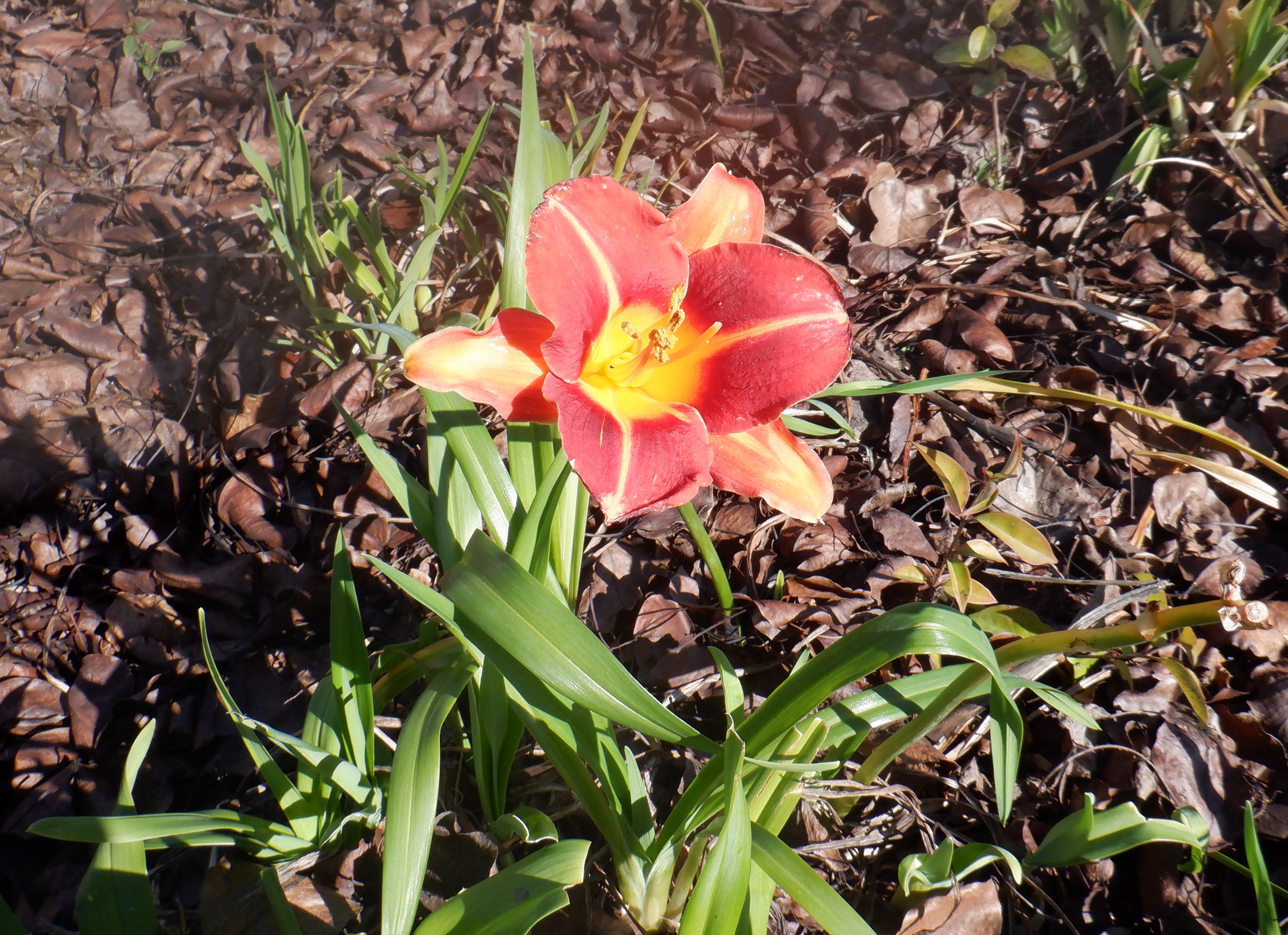 Photo I took of a daylily 2-5-21 Photo I took of a daylily 2-5-21