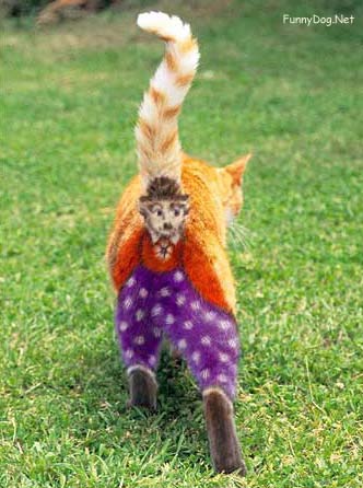 cat - cats tail with koker