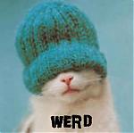 cat  - cat w a hat