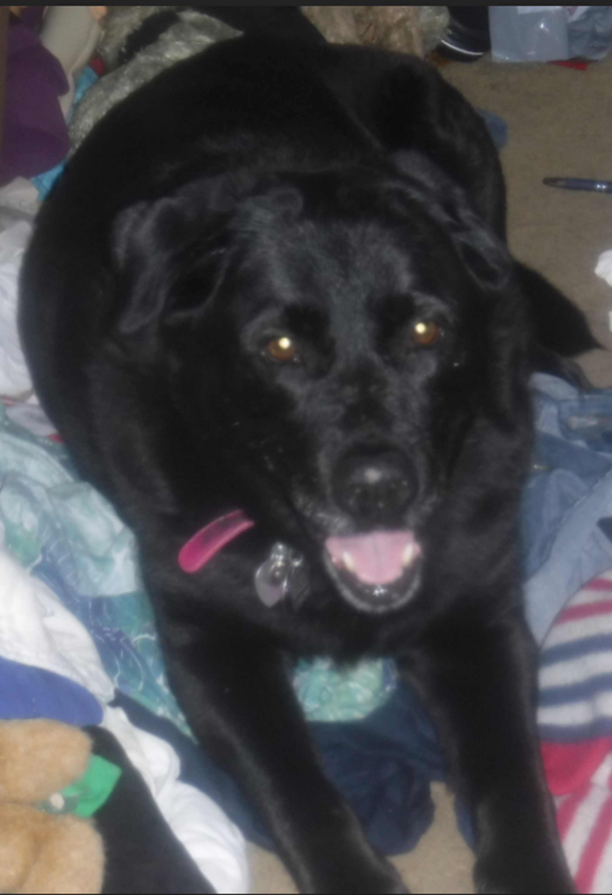 Photo I took of my dog Angel