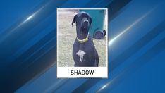 Male Great Dane hero named Shadow Male Great Dane hero named Shadow