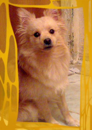 Pochie - His my handsome & Lovely dog, i hate him when his keep on asking ice cream, he knows where place of ice cream. his my naughty boy i love him so much.  Love you baby..........