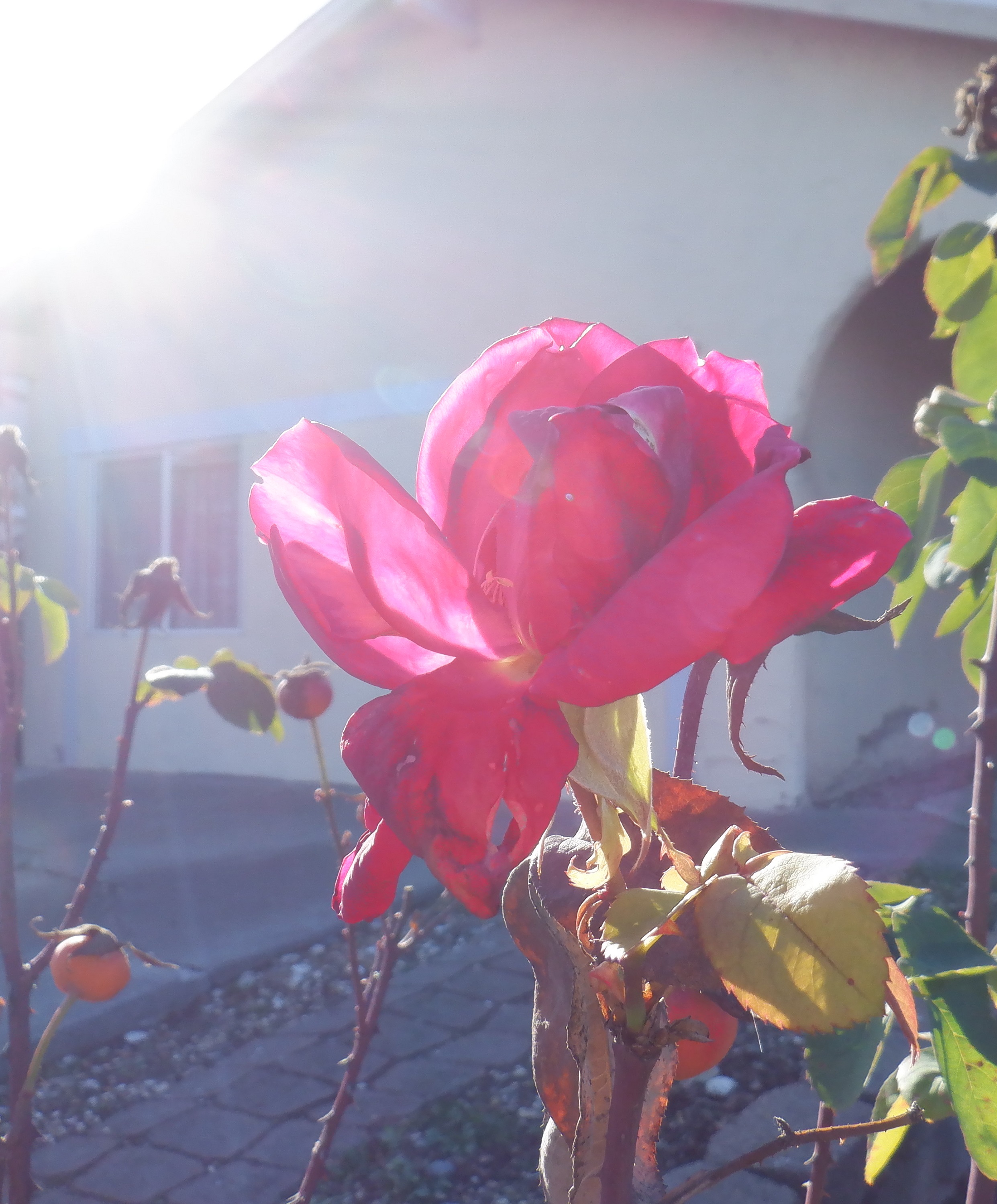 Taken by me 1-26-21