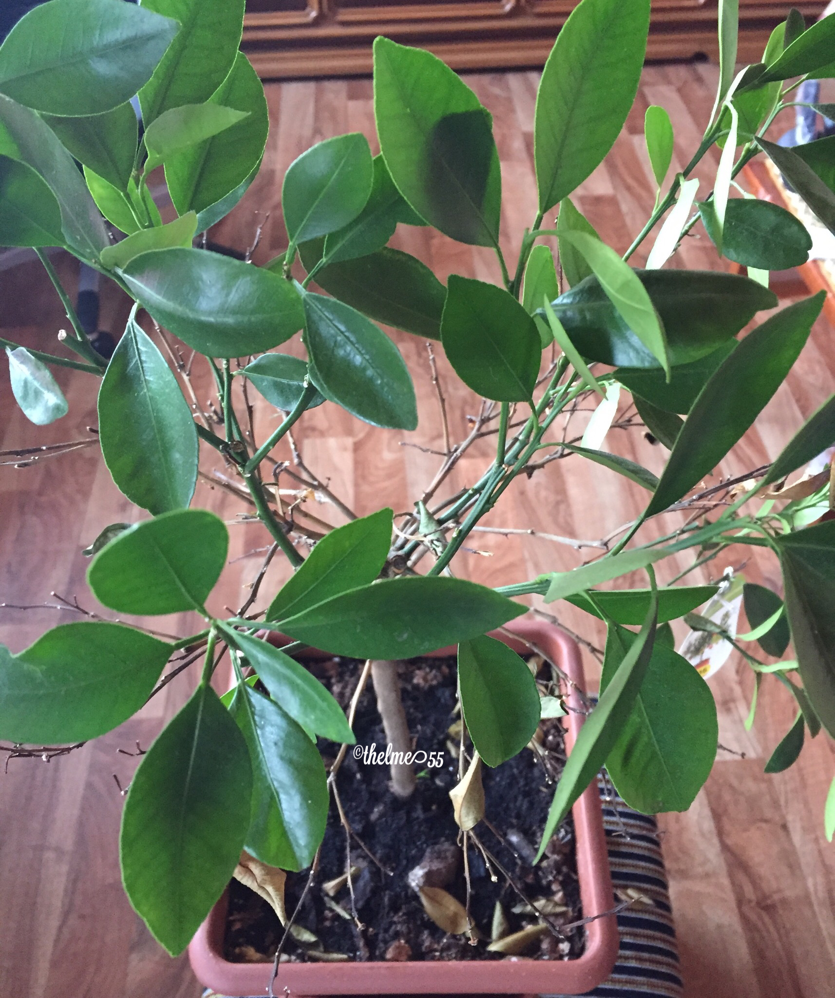 Calamondin/Calamansi plant Calamondin/Calamansi plant