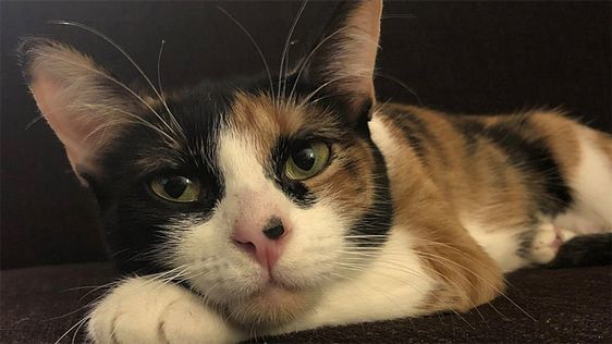 The cat named Lilly being credited for saving the life of her owners in Oregon The cat named Lilly being credited for saving the life of her owners in Oregon