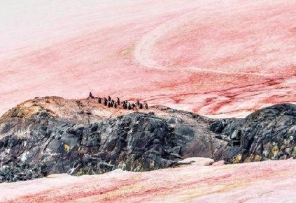 watermelon snow watermelon snow