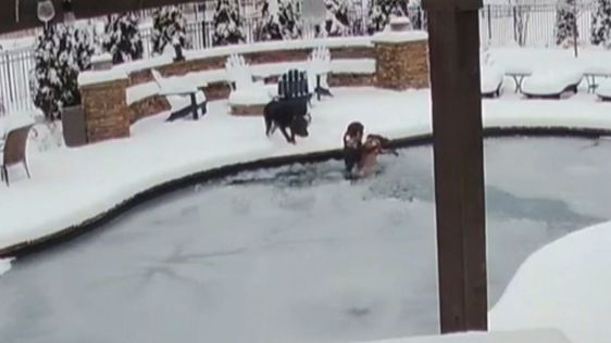 A frozen backyard pool in Murfreesboro Tennessee