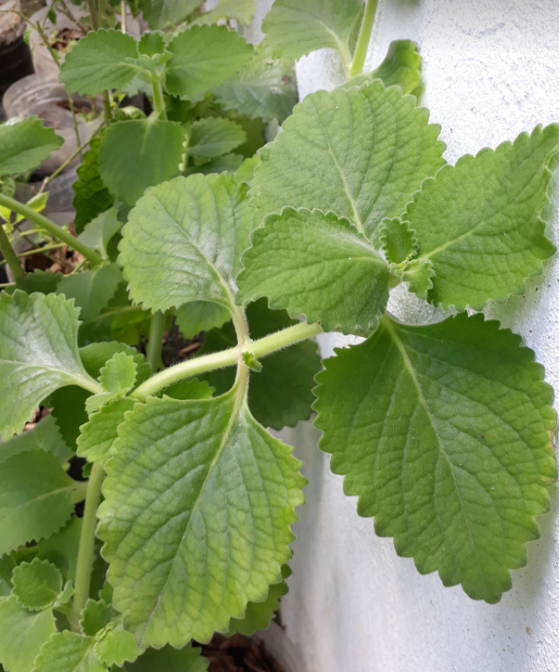 oregano oregano