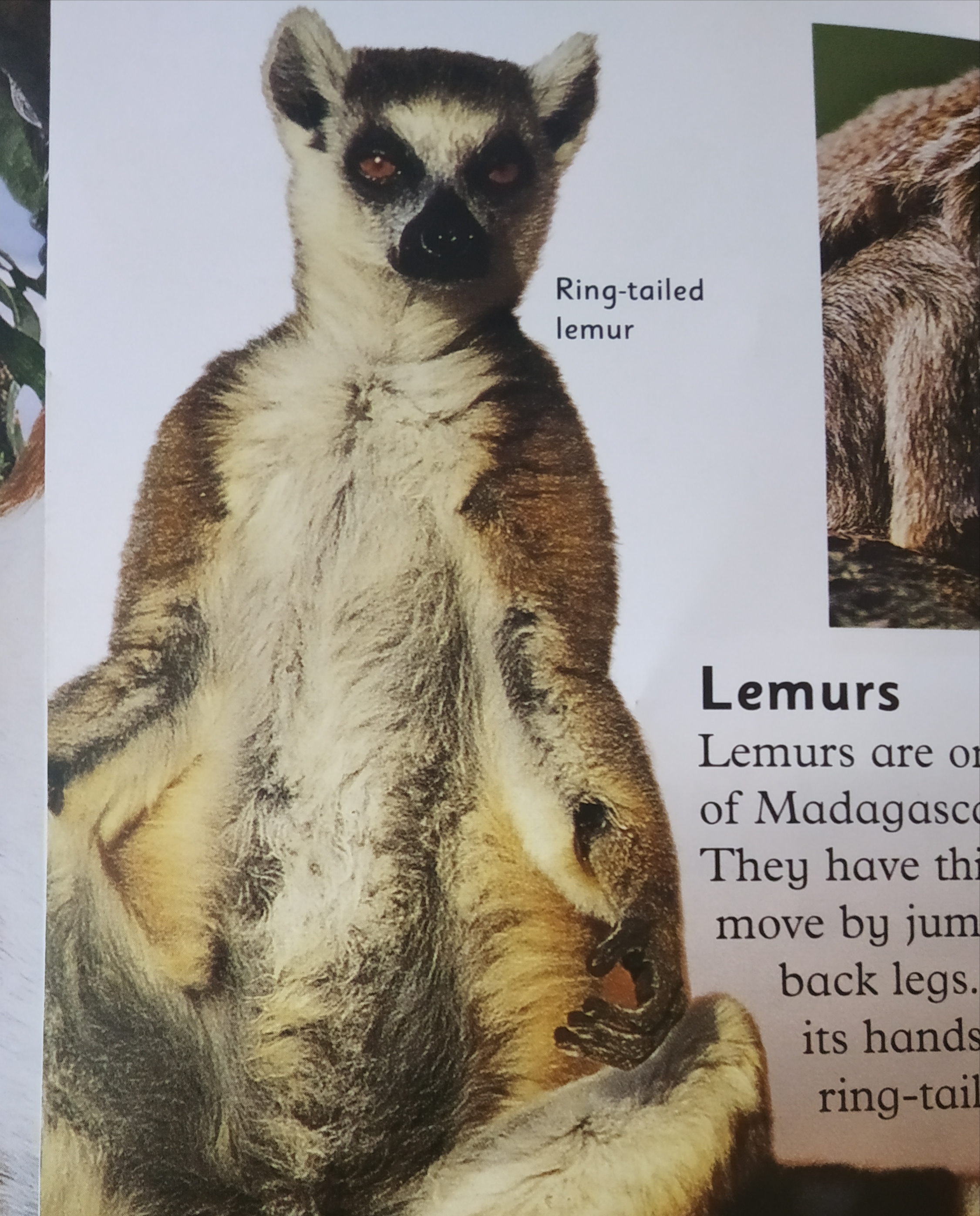 Lemur in sunbathe pose Lemur in sunbathe pose