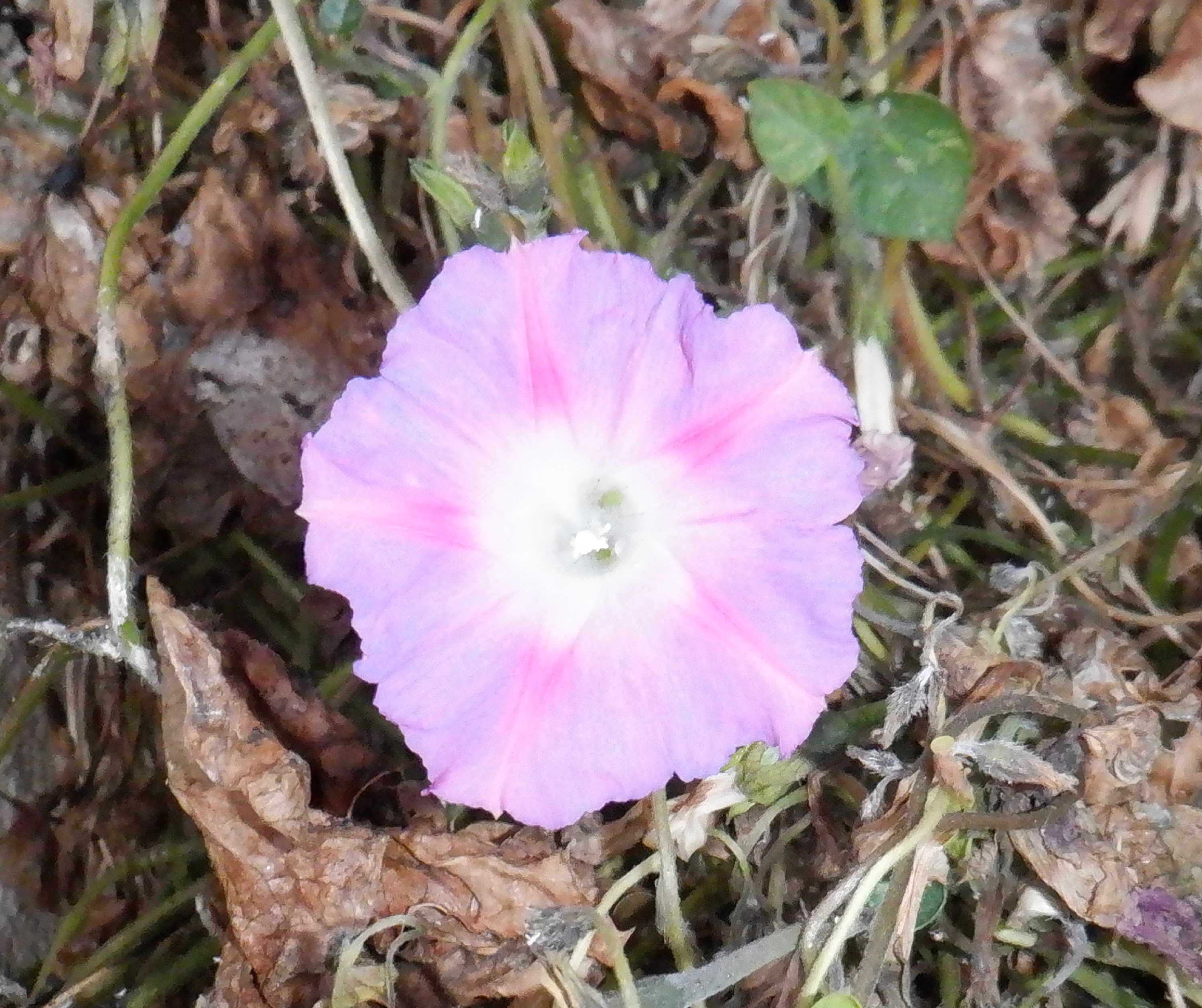 Morning glory 2-17-21 Morning glory 2-17-21
