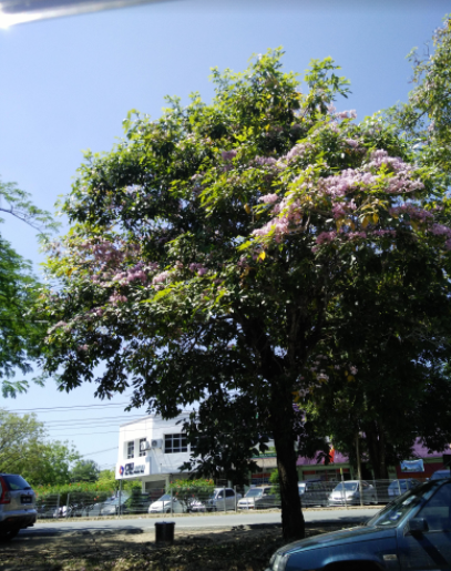 view of a Tacoma tree view of a Tacoma tree