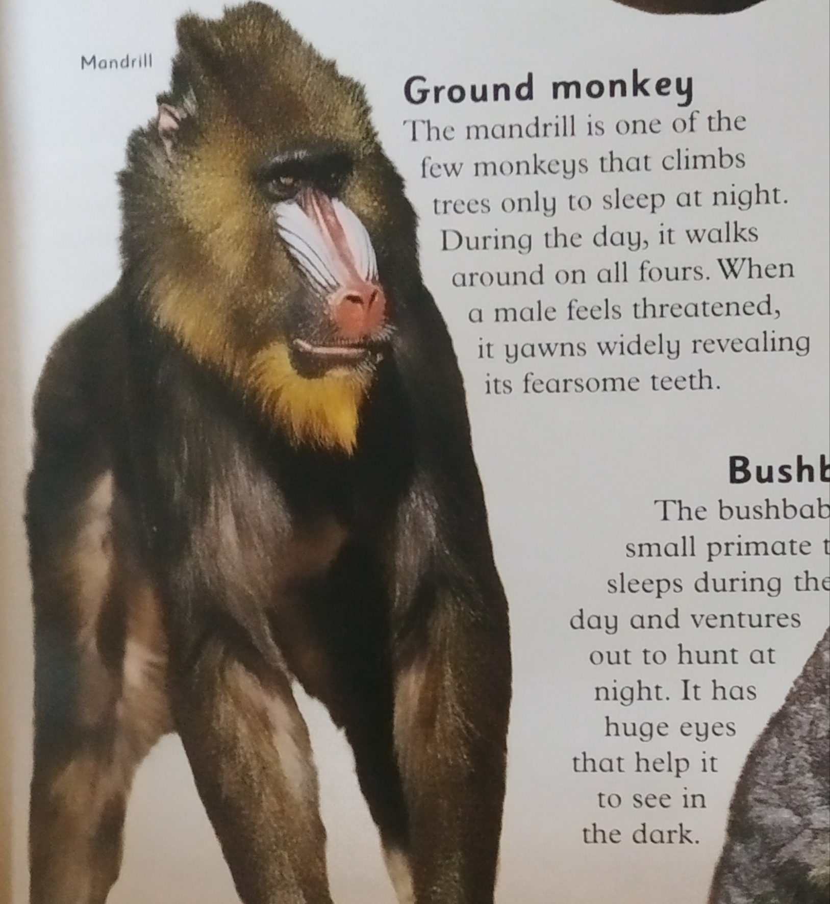 Mandrill Mandrill