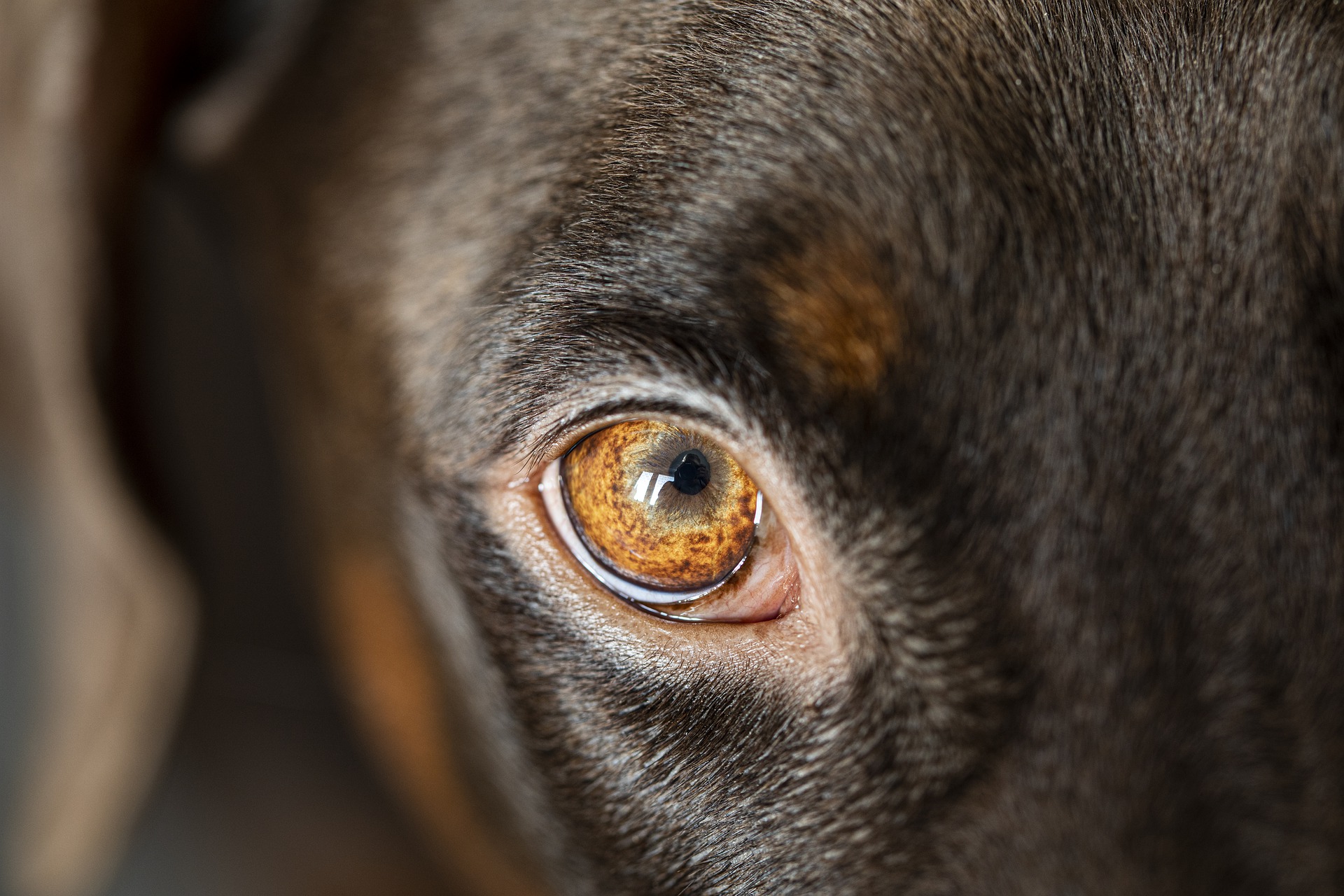 The eye of the dog reversed is the eye of God The eye of the dog reversed is the eye of God
