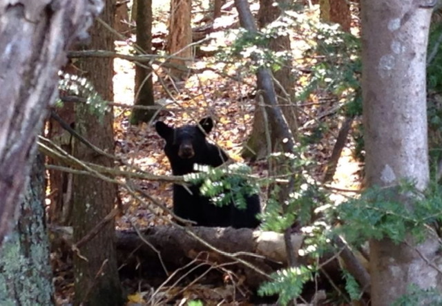 Bear cub in the Smokies, posing for the visitors, in 2013. Photo taken by and the property of FourWalls. Bear cub in the Smokies, posing for the visitors, in 2013. Photo taken by and the property of FourWalls.