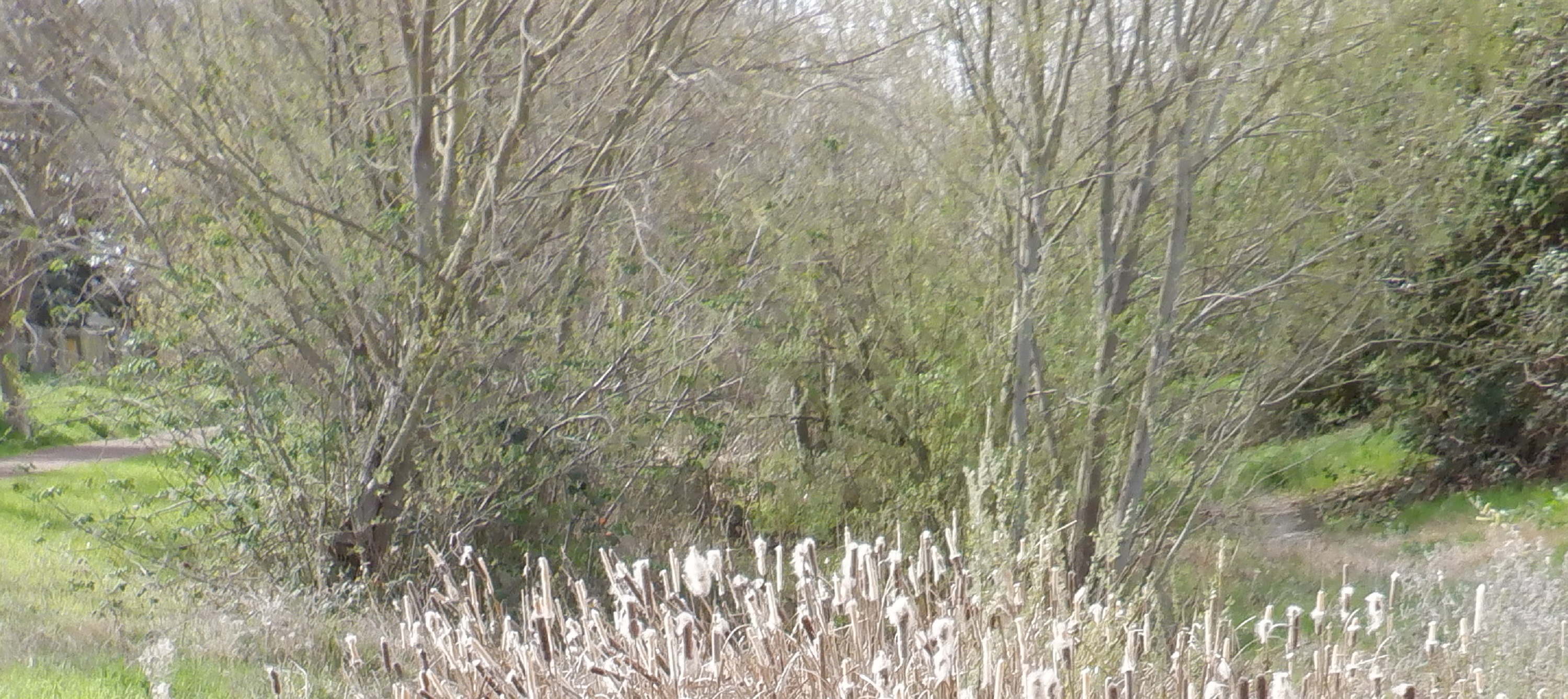 Psalm 1and 3, Monday, March Eighth, Lords service, growing old 