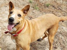 Female dog Baby Girl adopted a Texas couple after six years inside of a shelter Female dog Baby Girl adopted a Texas couple after six years inside of a shelter