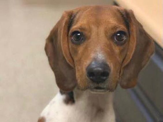 Augie the Beagle now a team member of the Susquehanna Police 
