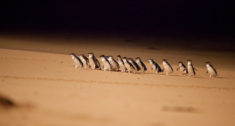 https://commons.wikimedia.org/wiki/File:Penguin_Parade_3.jpg https://commons.wikimedia.org/wiki/File:Penguin_Parade_3.jpg