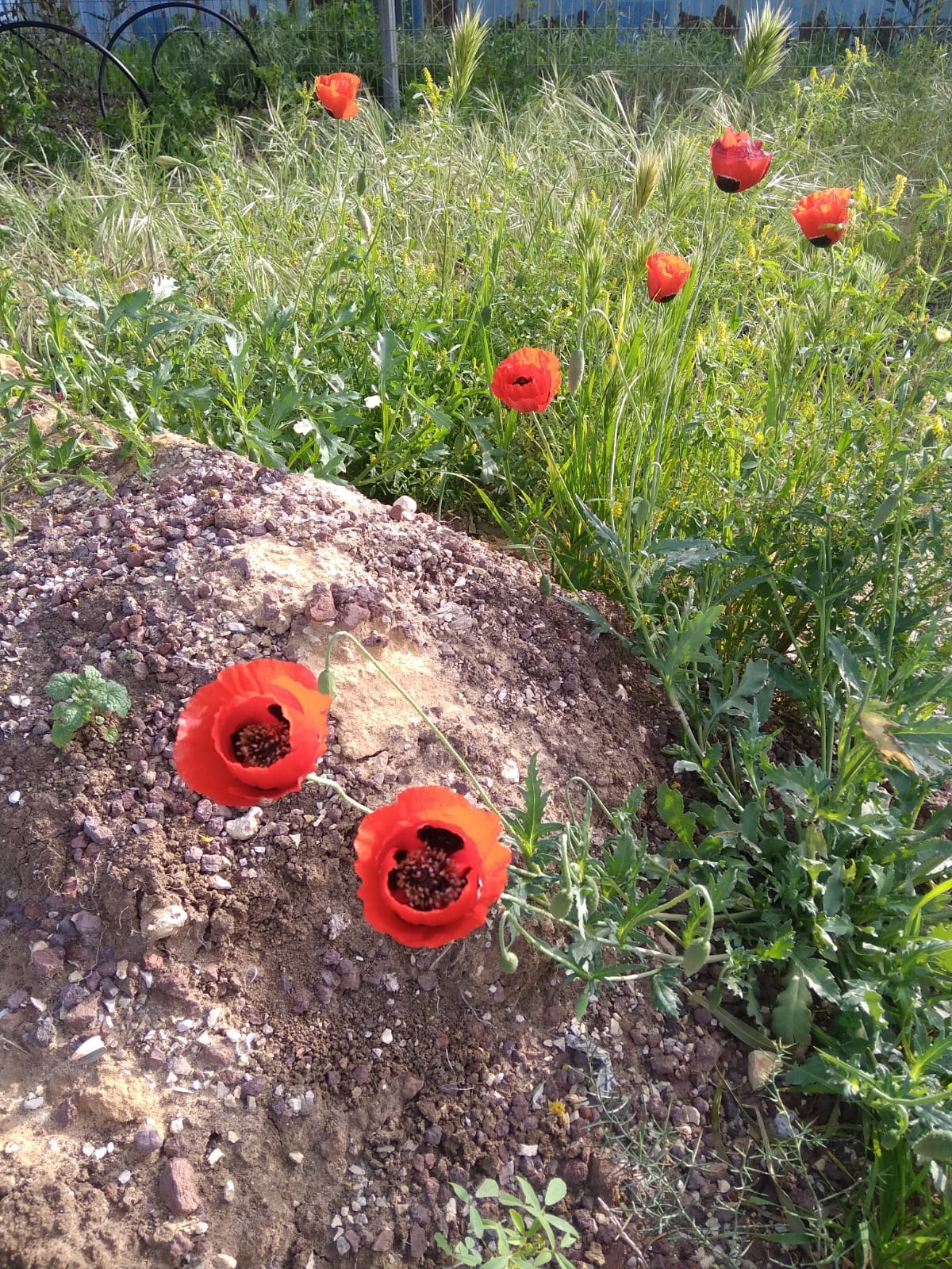 red flowers