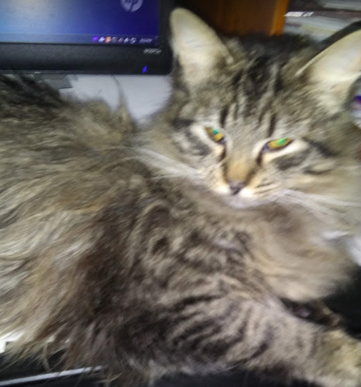 Lady Kitten, March 2021