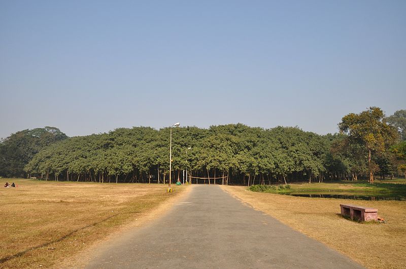 https://en.wikipedia.org/wiki/The_Great_Banyan#/media/File:Acharya_Jagadish_Chandra_Bose_Indian_Botanic_Garden_-_Howrah_2011-01-08_9728.JPG https://en.wikipedia.org/wiki/The_Great_Banyan#/media/File:Acharya_Jagadish_Chandra_Bose_Indian_Botanic_Garden_-_Howrah_2011-01-08_9728.JPG