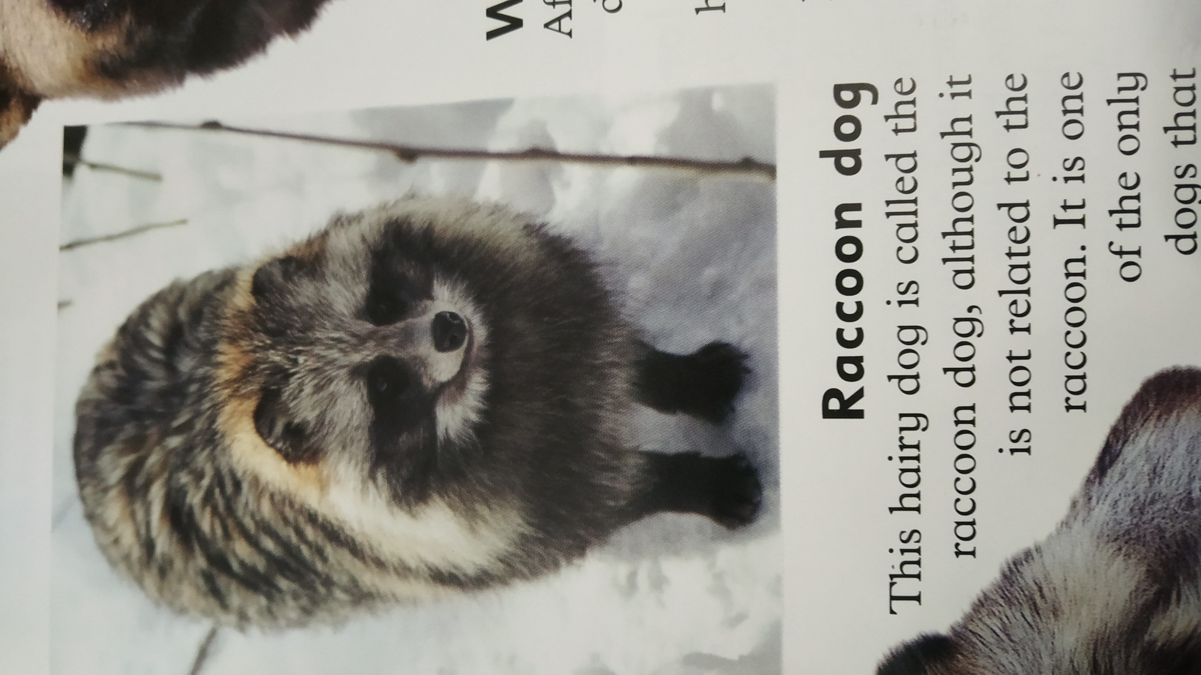 Racoon Dog Racoon Dog