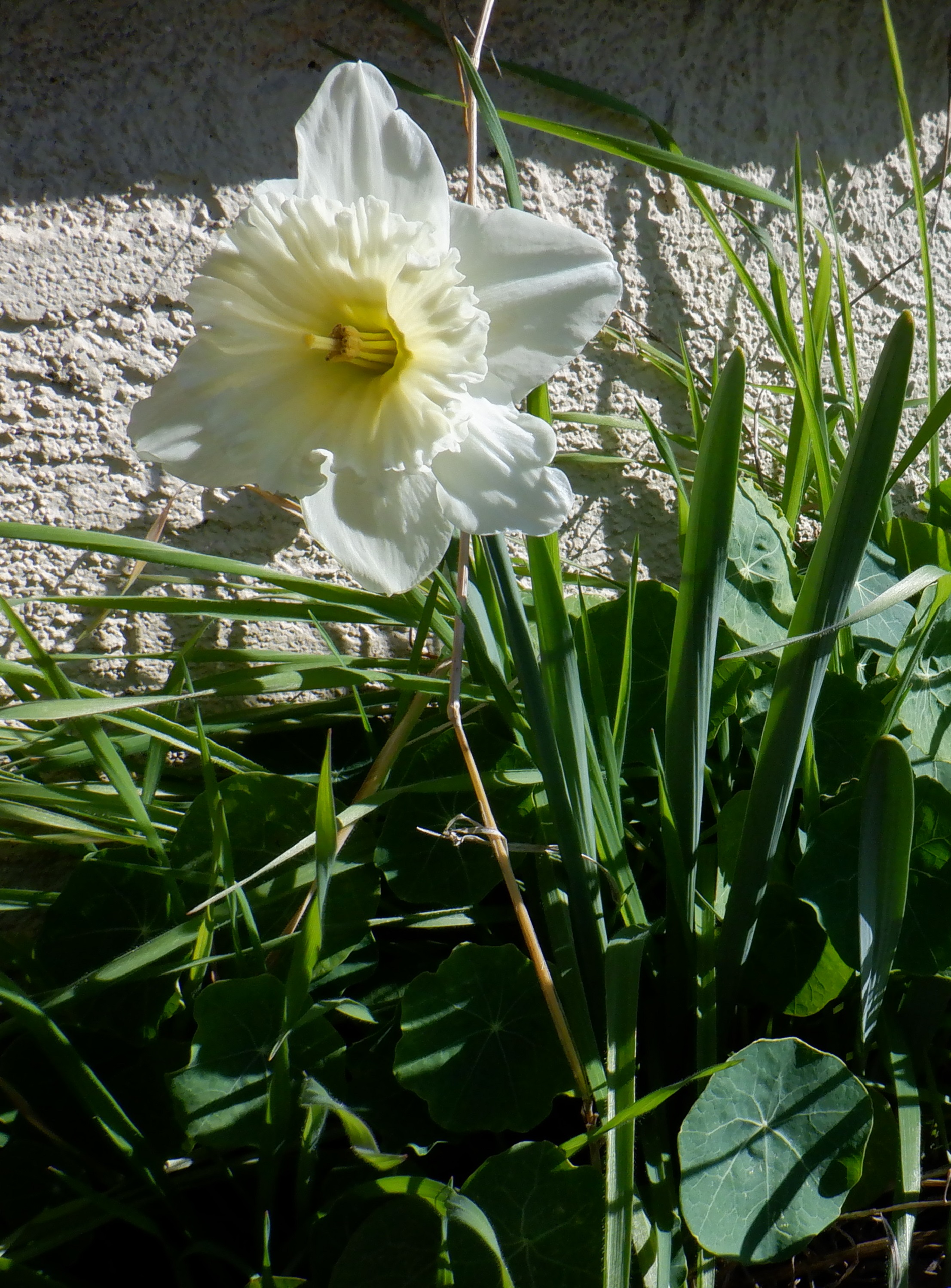Photo I took of a daffodil outside Photo I took of a daffodil outside