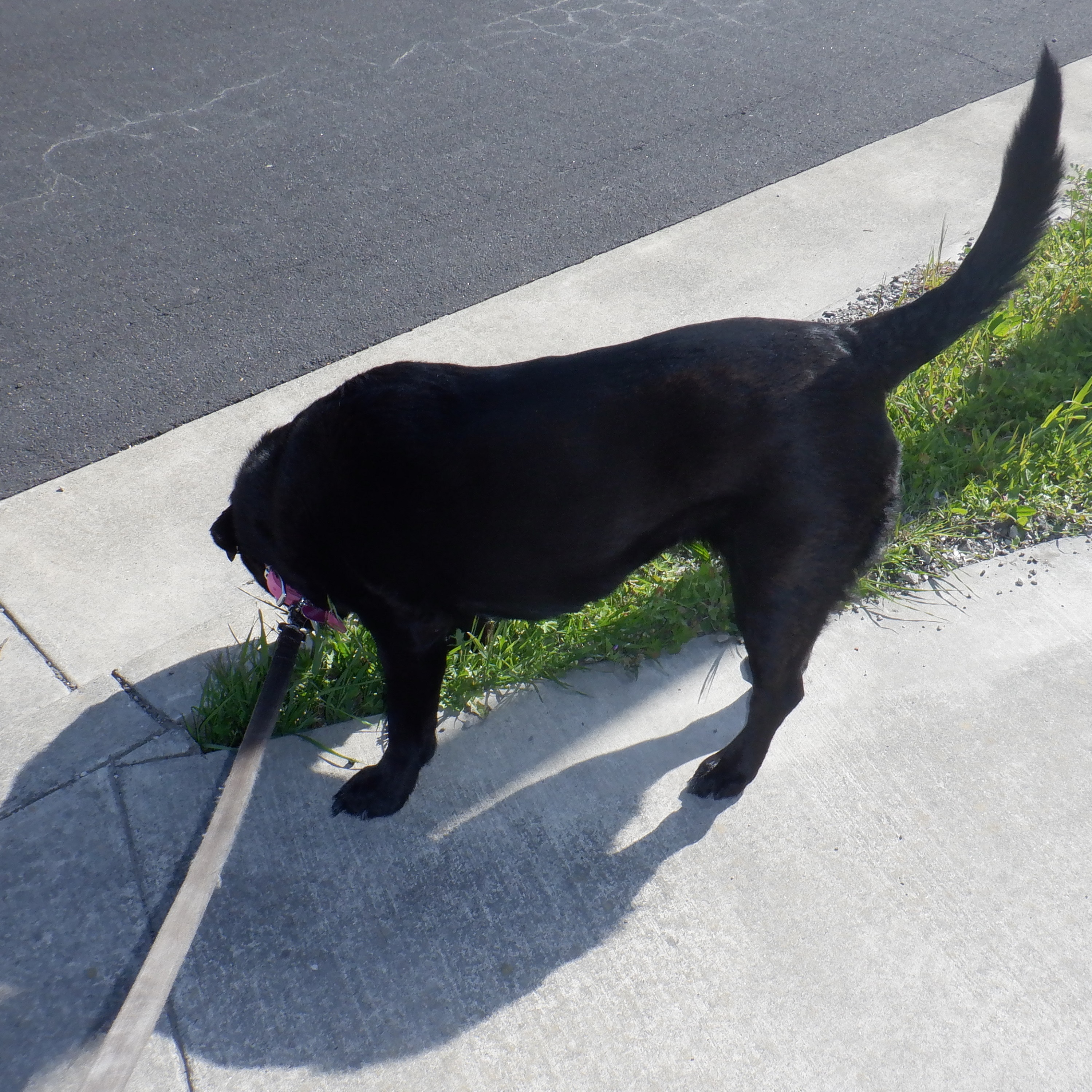 photo I took of Angel this morning while we were on the airport road