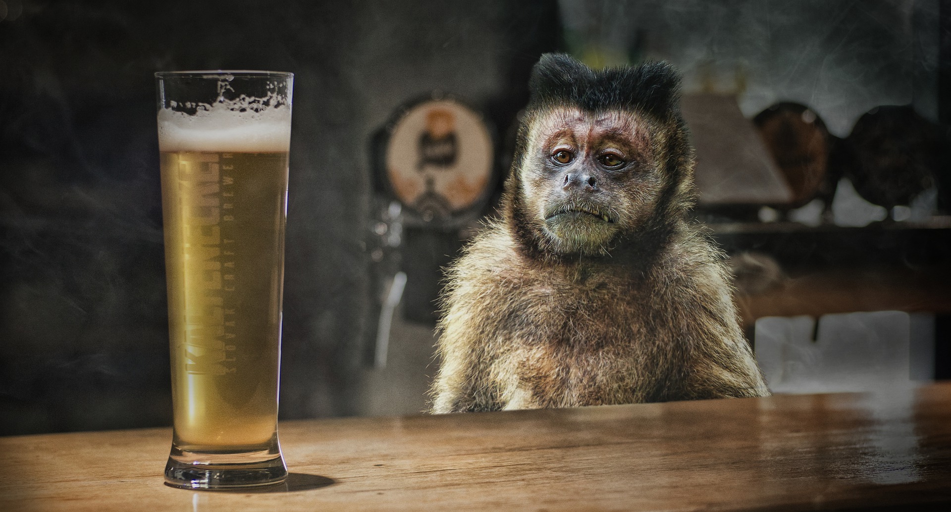We would not like to see a poor monkey drinking alcohol, why do we drink it ourselves? We would not like to see a poor monkey drinking alcohol, why do we drink it ourselves?