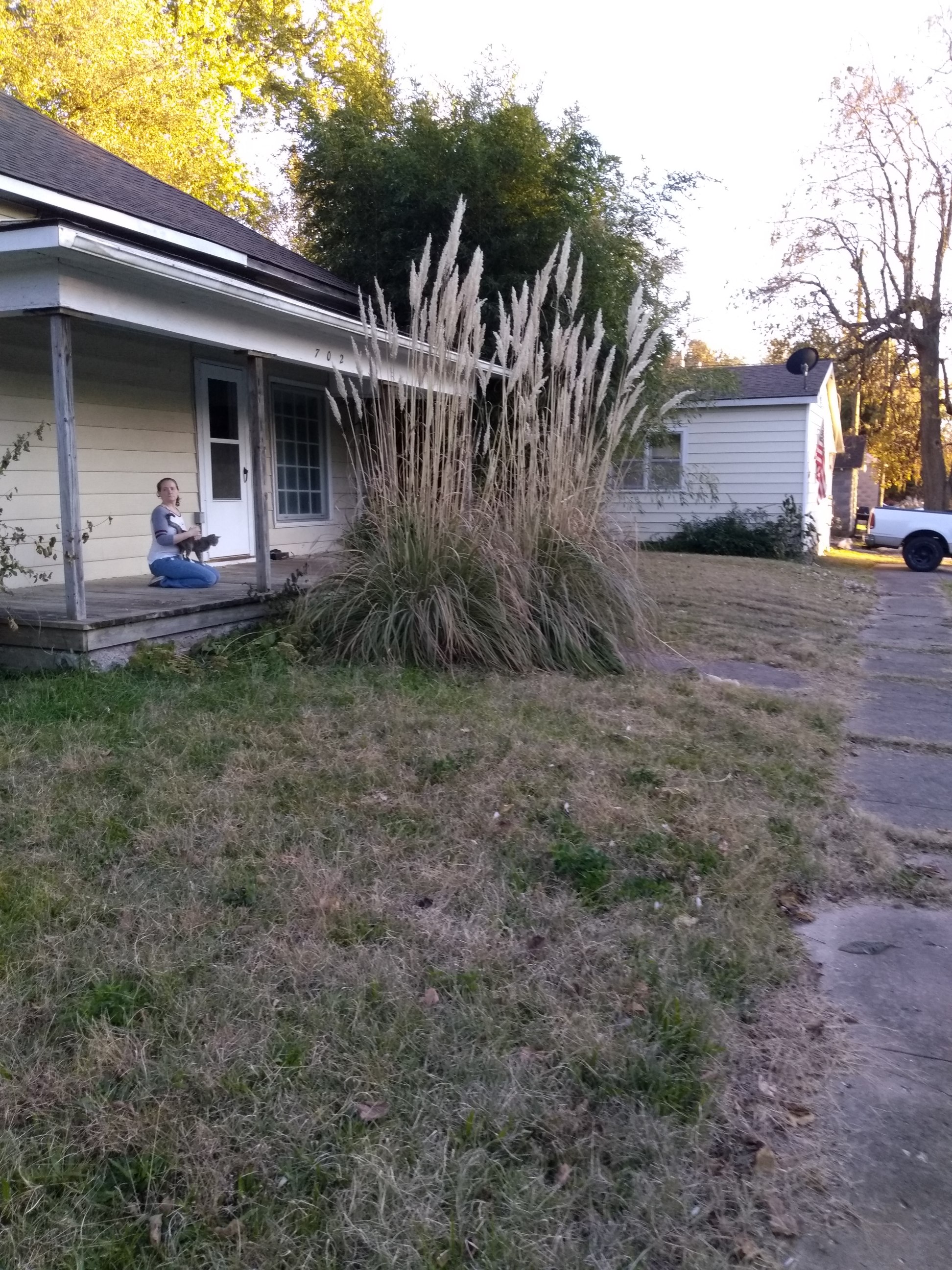 Pampas Grass at the old house. Photo is mine.