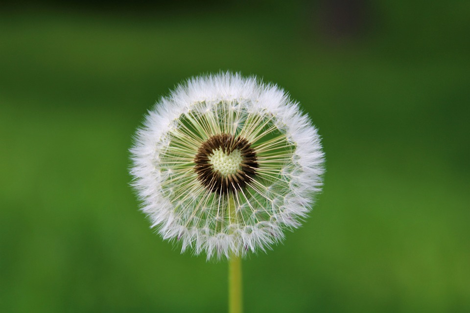 Photo Credit: Pixabay. Photo Credit: Pixabay.
