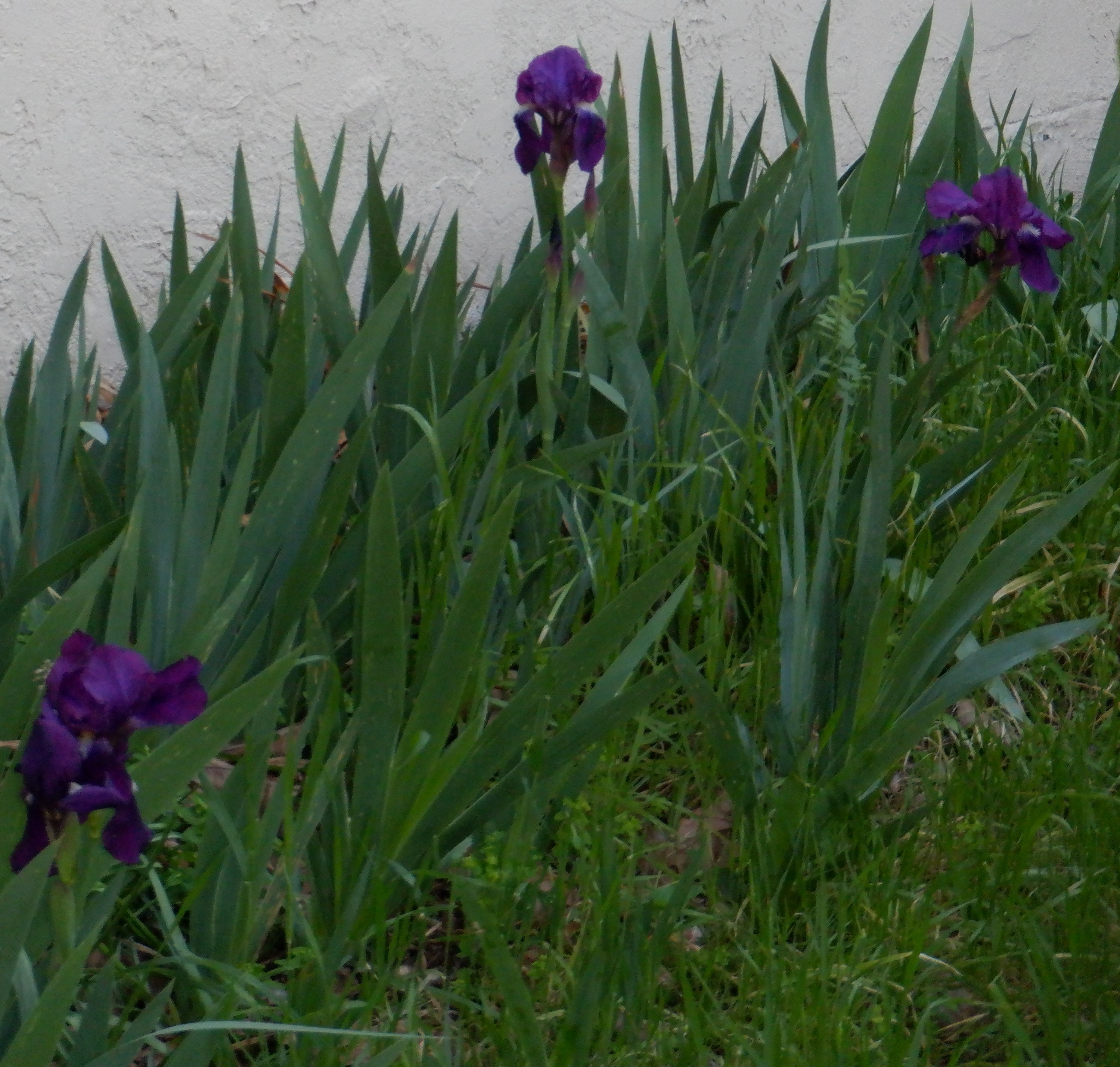 Photo I took of Irises blooming in the front yard 3-36-21 Photo I took of Irises blooming in the front yard 3-36-21