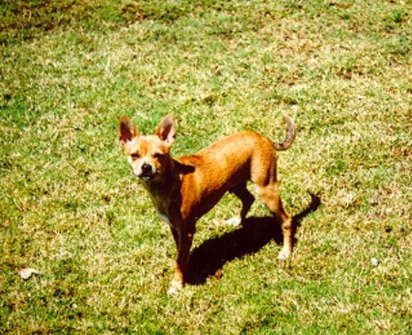 skinny paco - skinny paco 2 years ago.