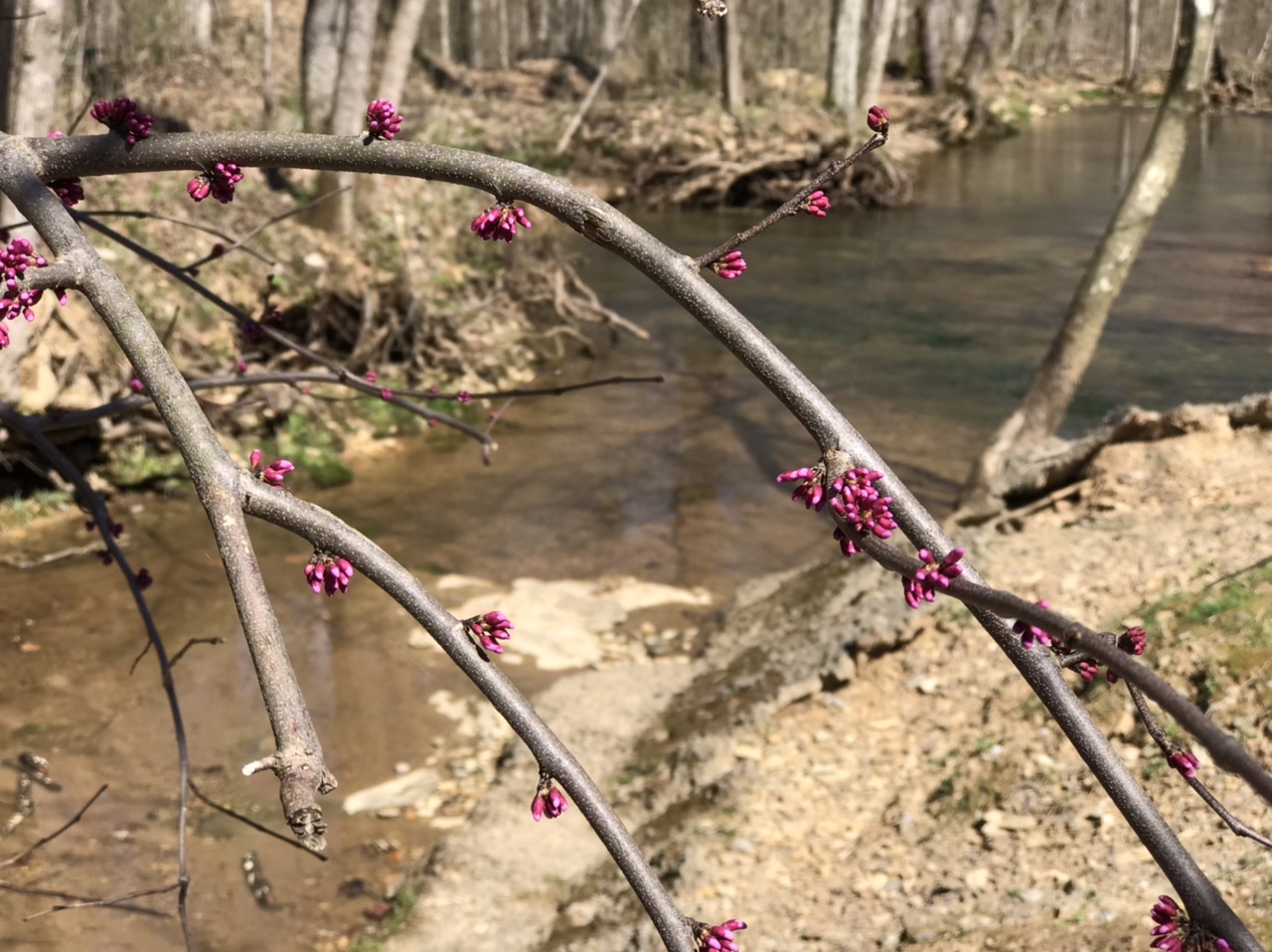 Trees budding by the creek in Saunders Springs Nature Preserve. Photo taken by and the property of FourWalls. Trees budding by the creek in Saunders Springs Nature Preserve. Photo taken by and the property of FourWalls.