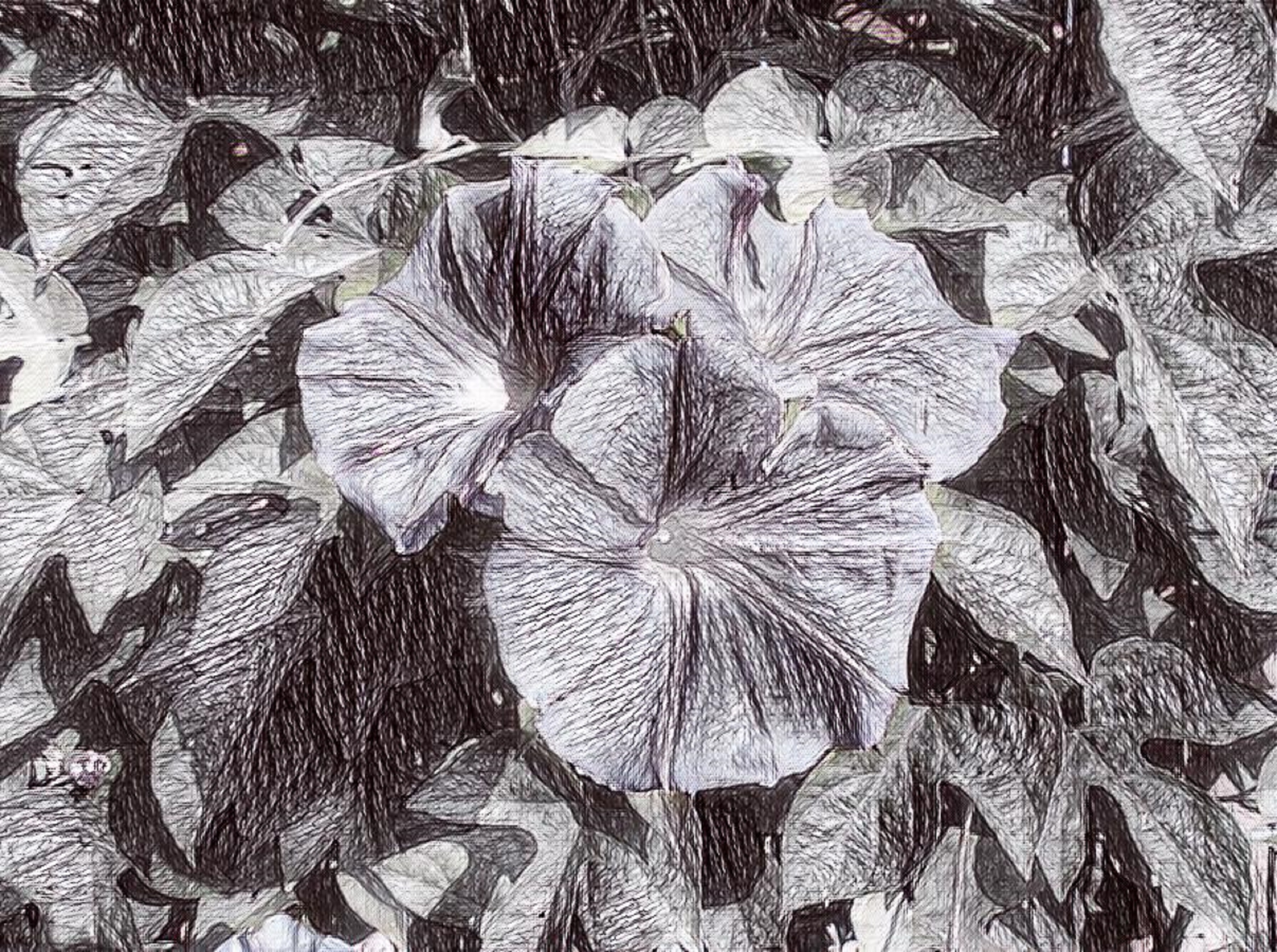 Photo taken by me w scribble art effectg Photo taken by me w scribble art effectg