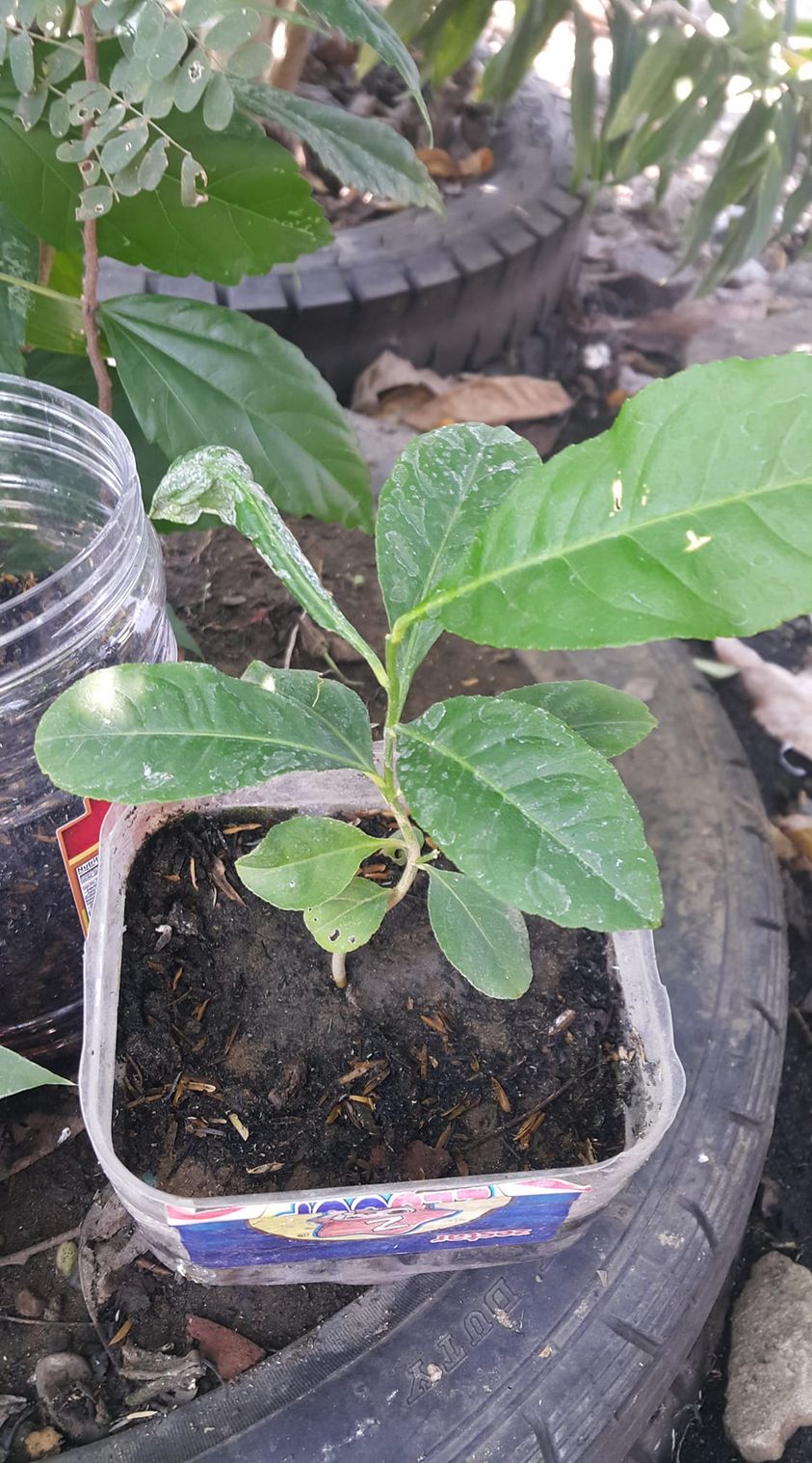 lemon tree or plant
