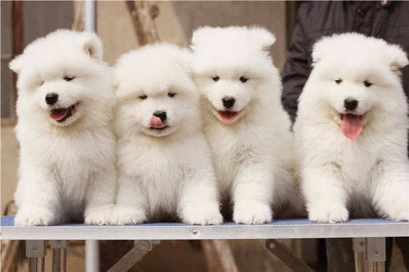 Samoyed, puppy , lovely puppy, pet, dog Samoyed, puppy , lovely puppy, pet, dog