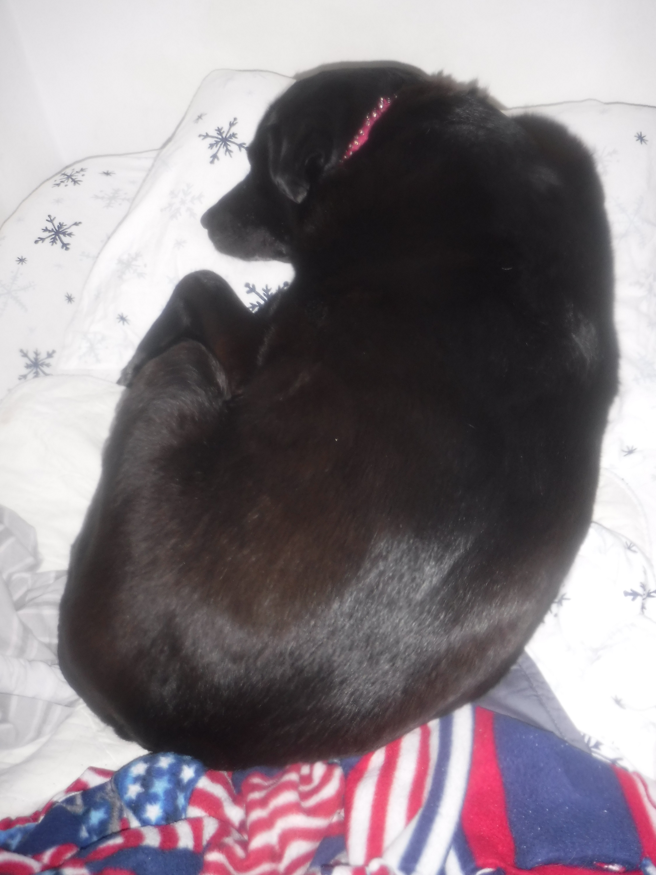 Angel on my bed 11-8-20 Angel on my bed 11-8-20