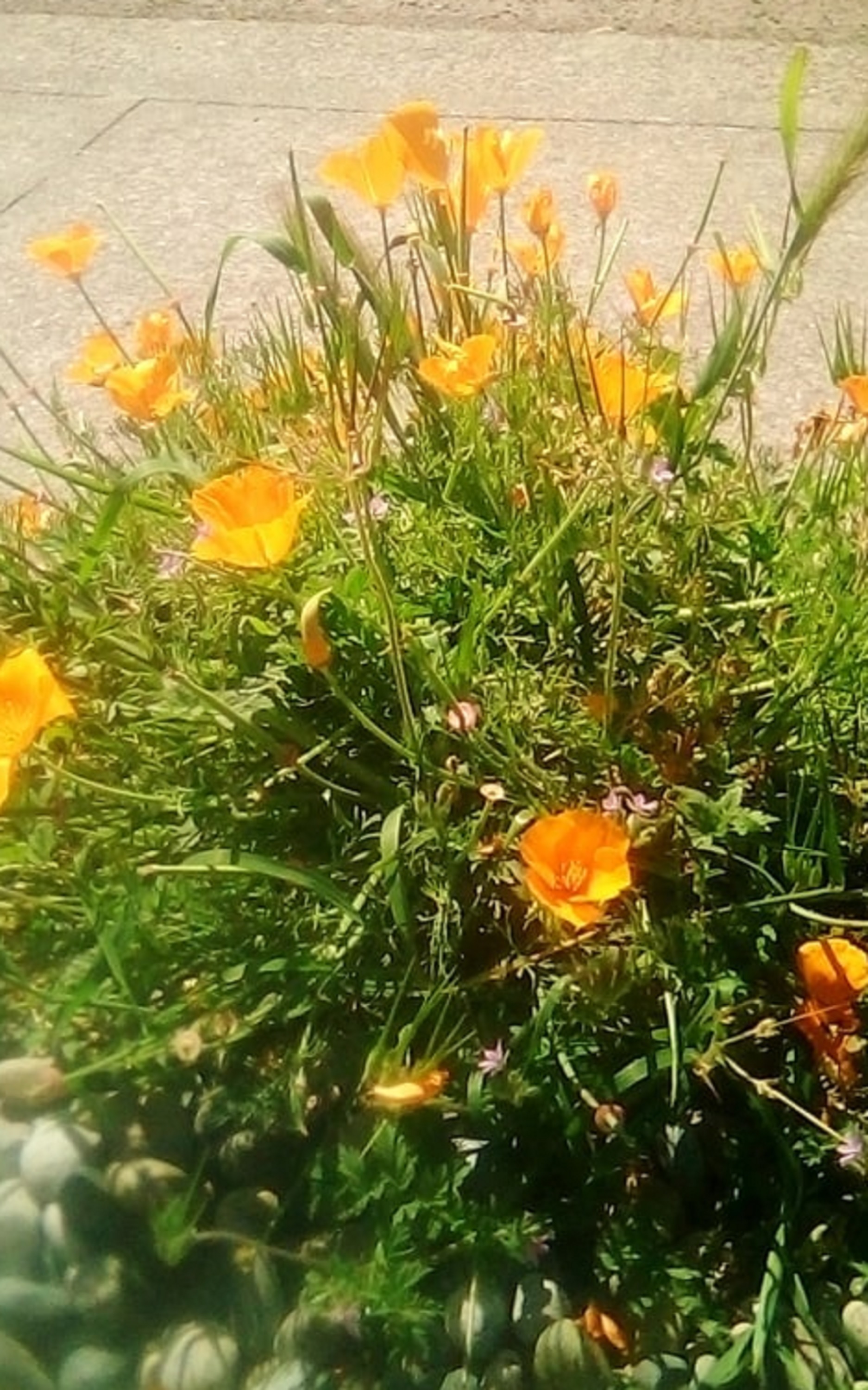 Photo taken by me with my phone 4-7-21 Photo taken by me with my phone 4-7-21