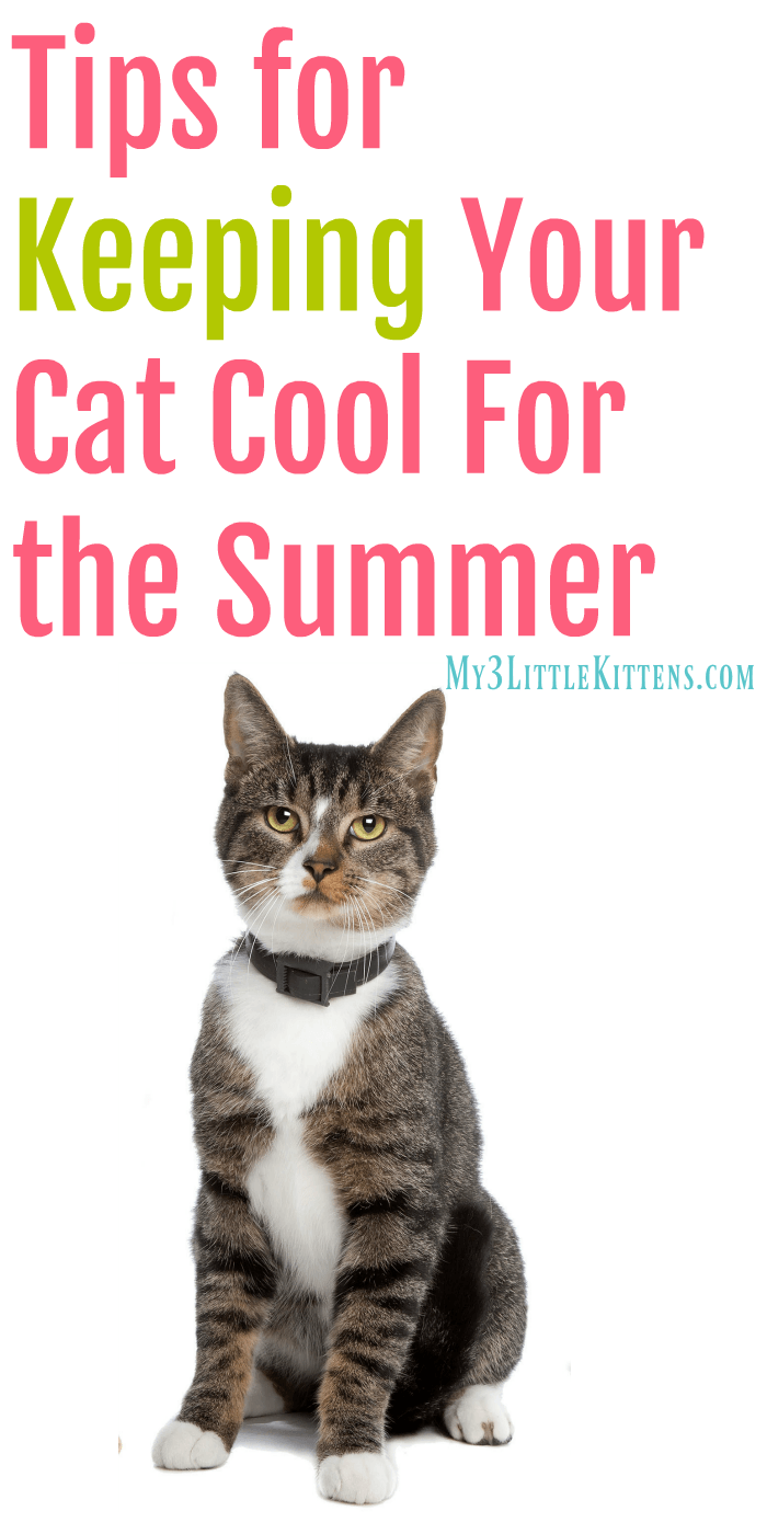 https://www.my3littlekittens.com/keeping-your-cat-cool/