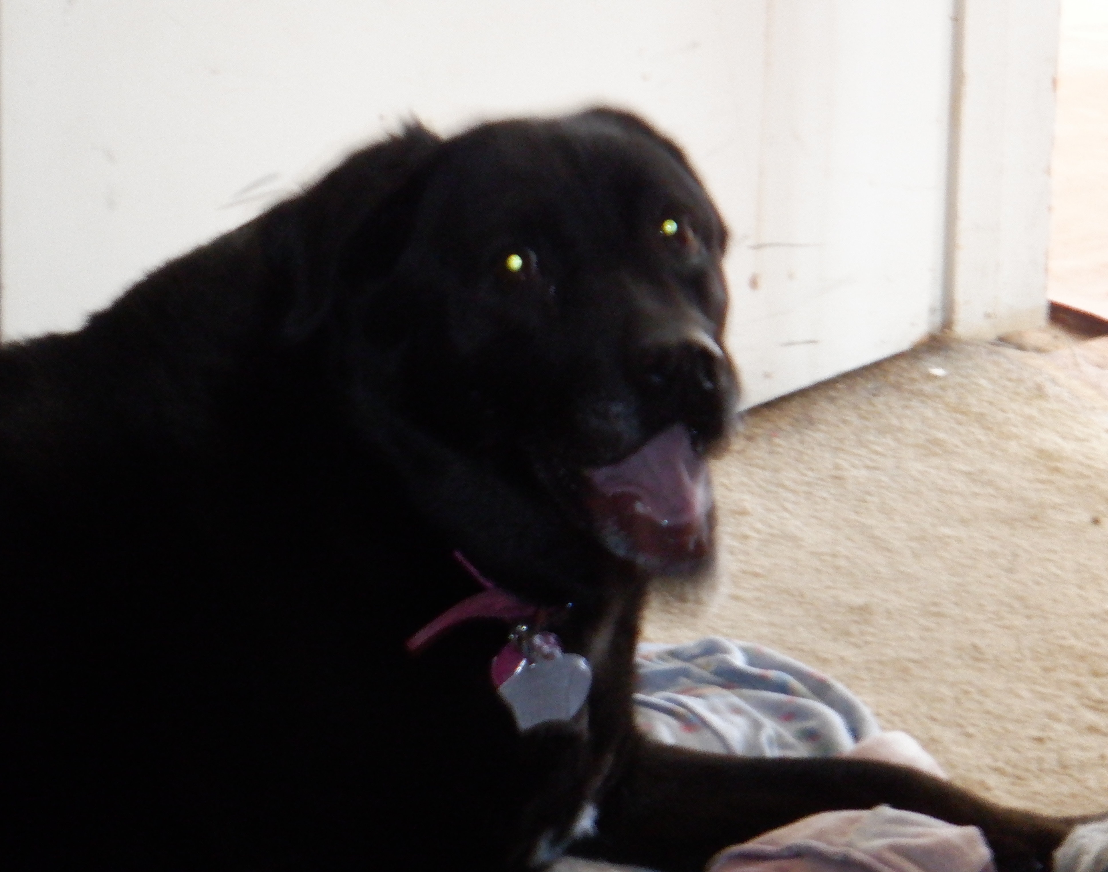 Photo I took of Angel after our walk Photo I took of Angel after our walk