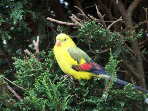 A Regent Parrot - Parrot, yellow, blue, bird
